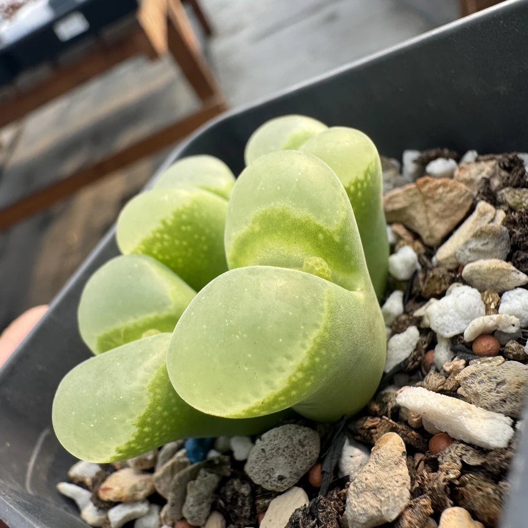 绿风铃玉多肉植物