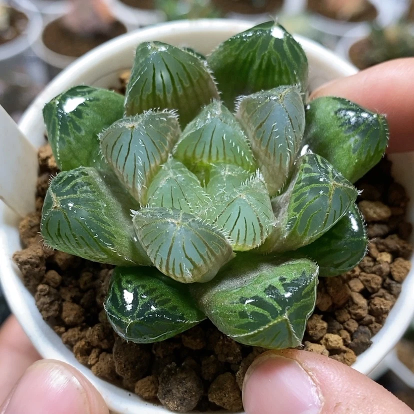 【闪购商品】44实生