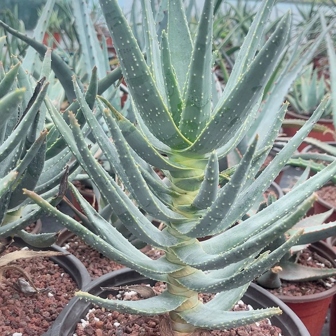 多肉植物二崎芦荟脱土