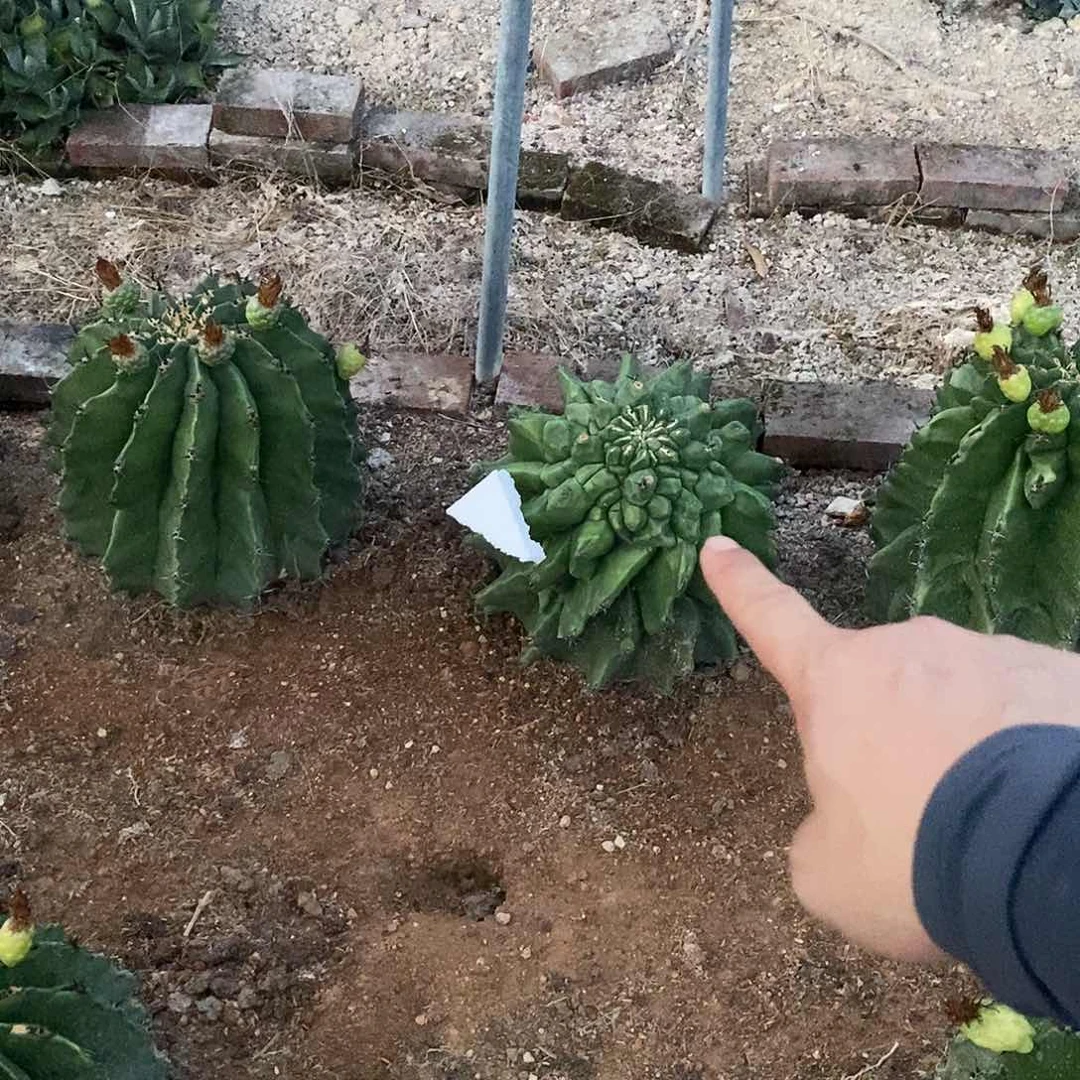 无花朵?*000000000000000