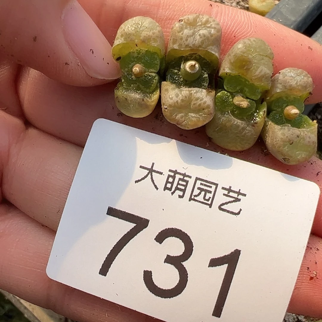 0000731一物一拍……