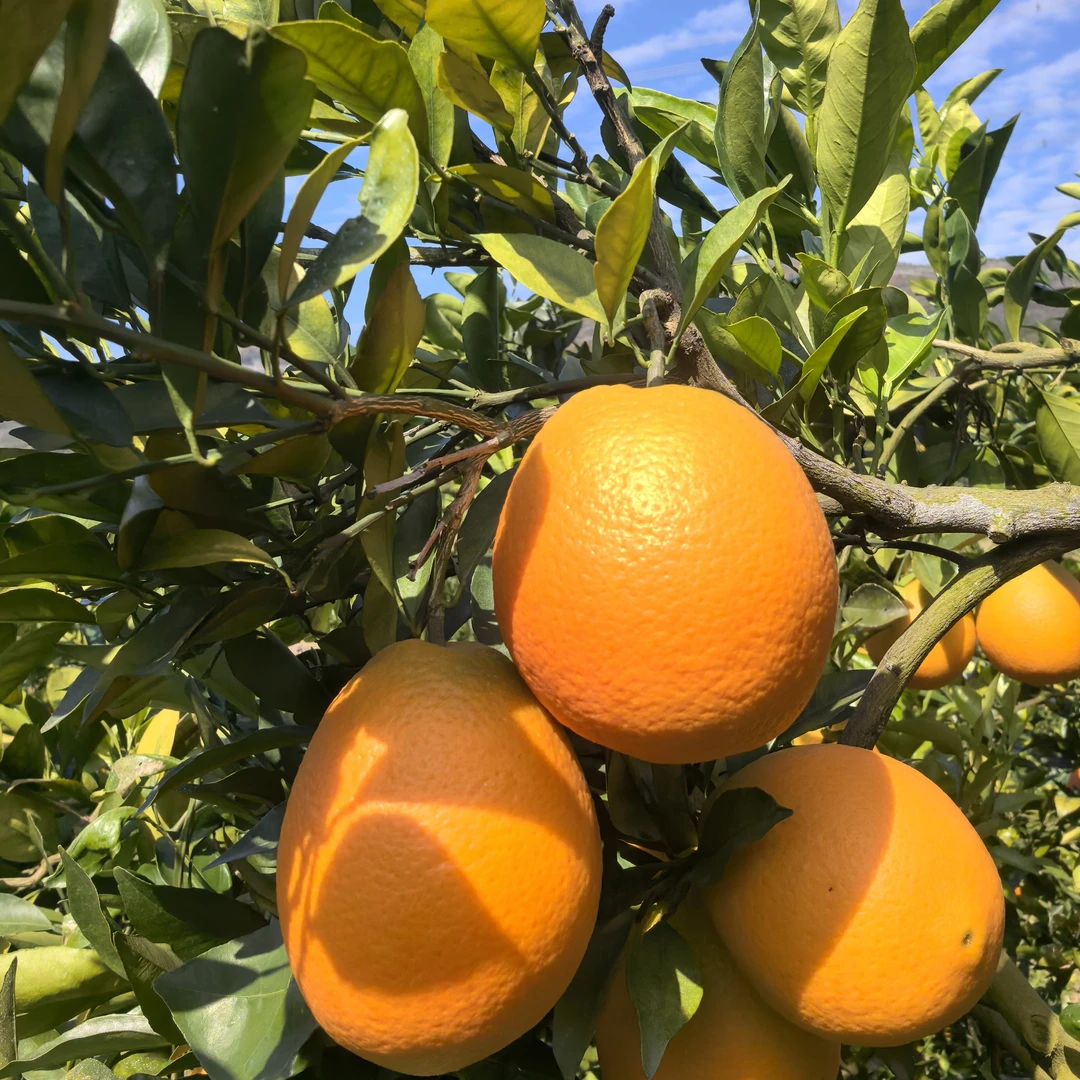 正宗湖北清江纽荷尔脐橙现摘现卖产地直发一箱含箱十斤包邮橙子