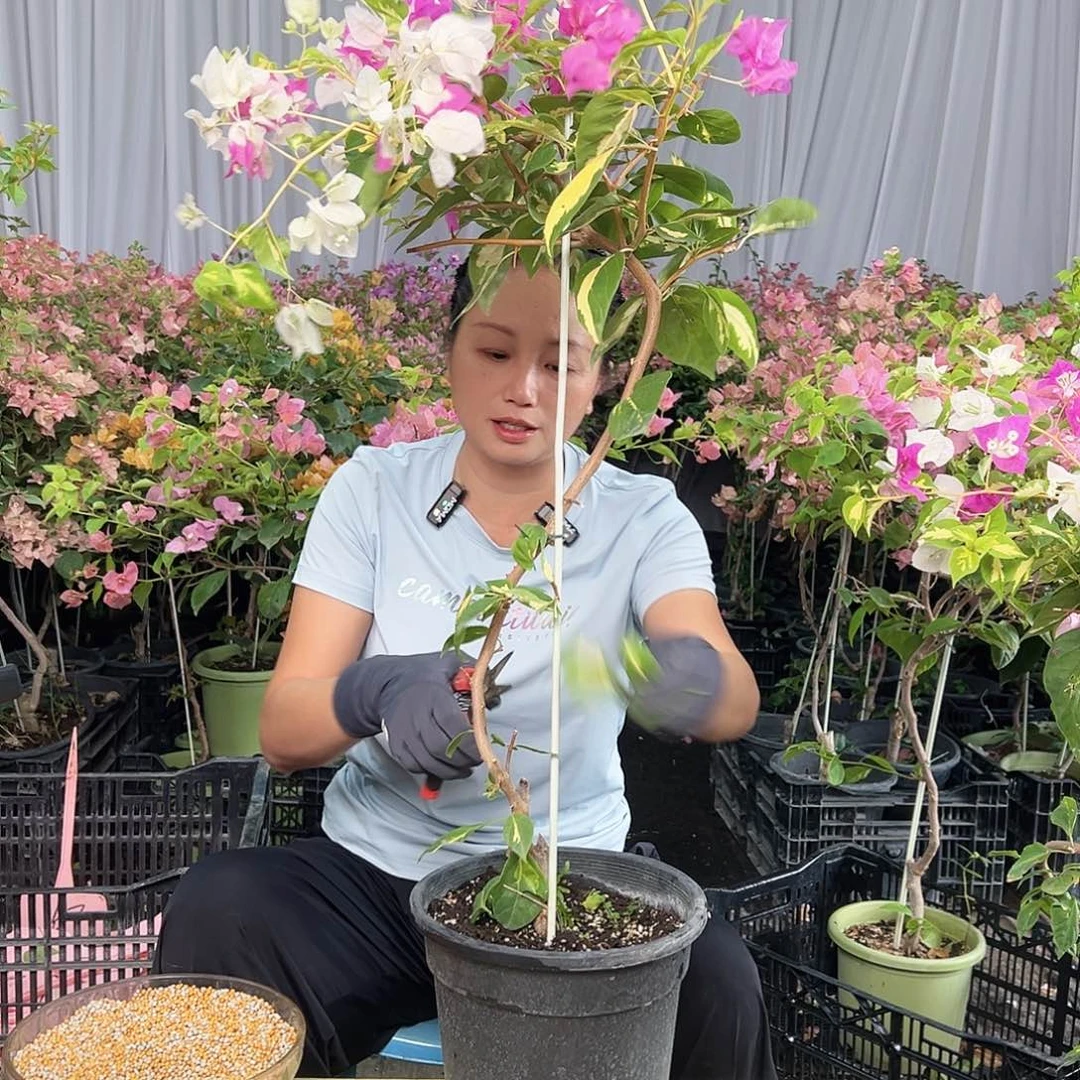 清***兰当前无花栽培后可以开花L73金心双色