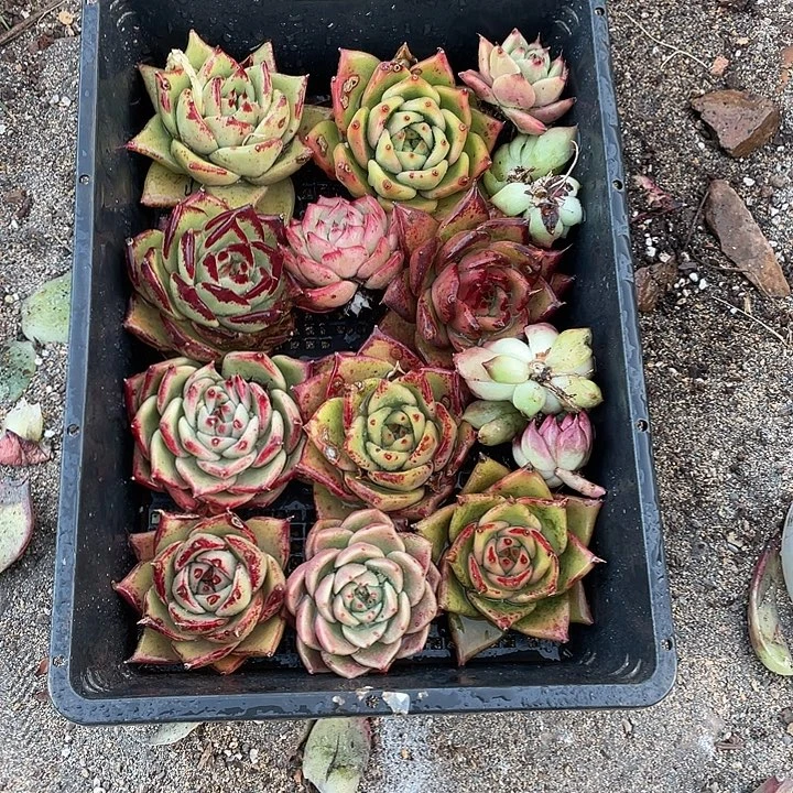 若如东云组拍A685