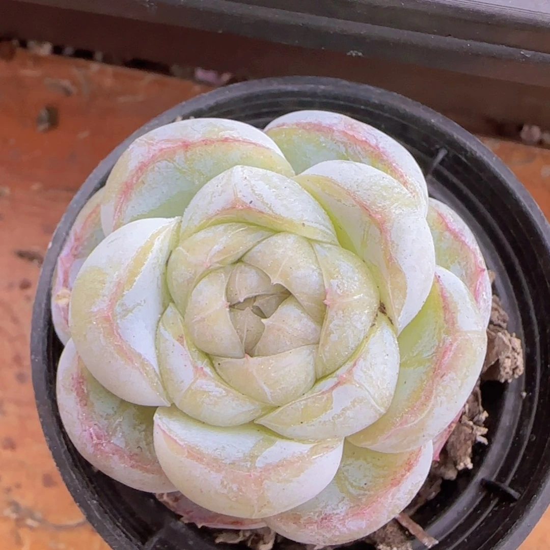 胖虎珍妮一颗单头精控