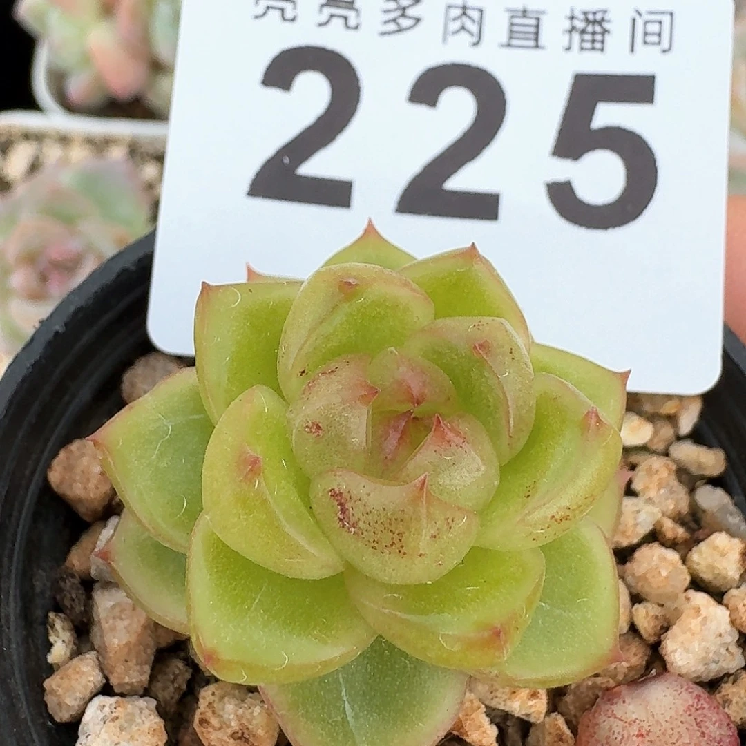 空灵珍妮            精美多肉植物