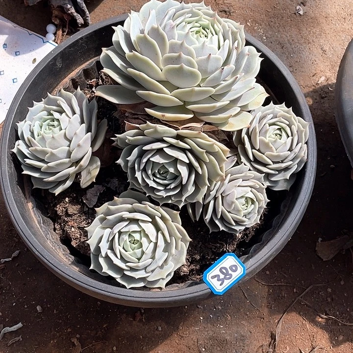 380露娜莲 一物一拍多肉