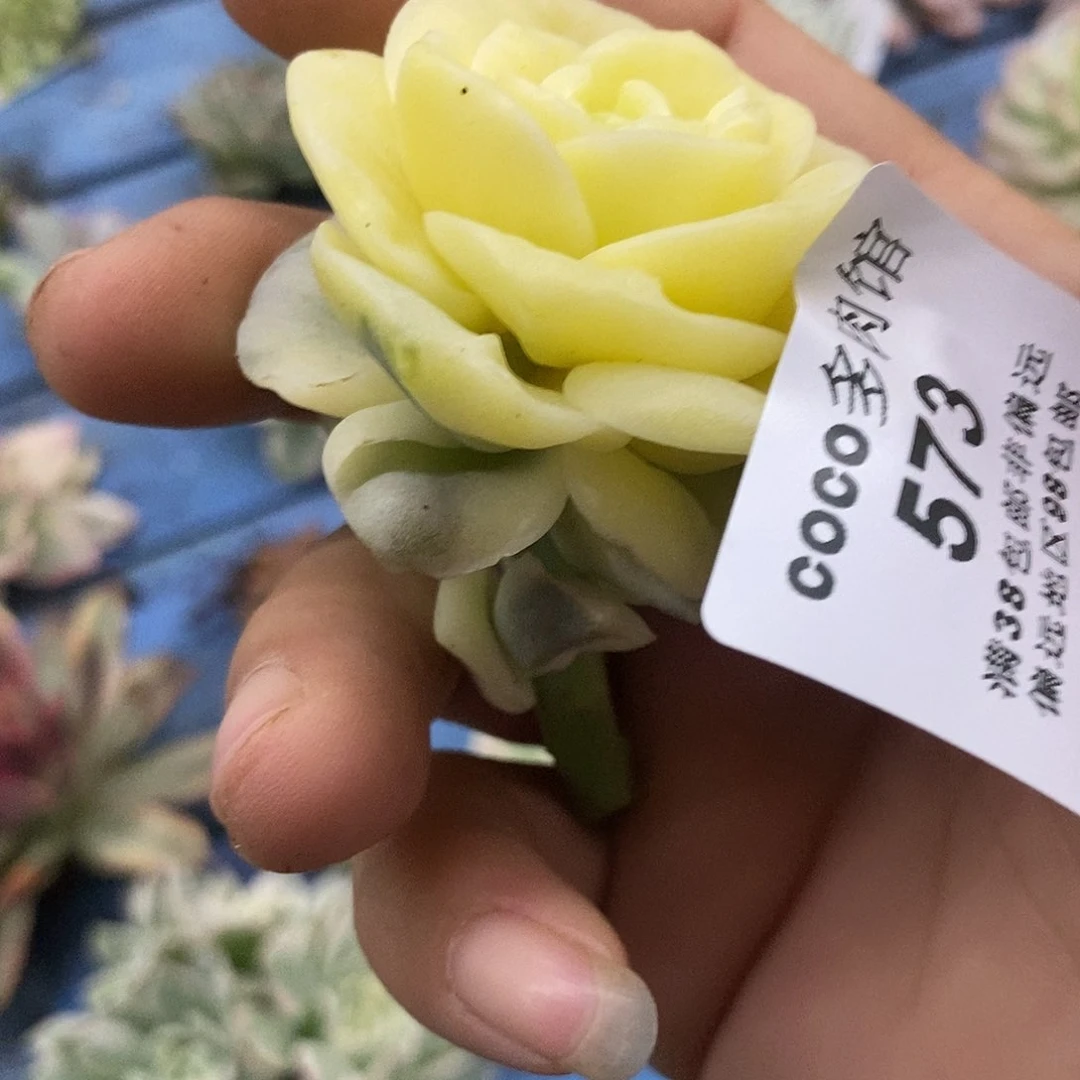 断***崖573可爱玫瑰锦炸多肉植物