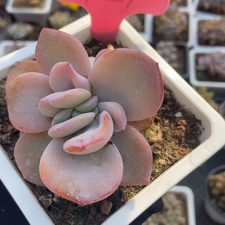 929奶茶多肉植物保护