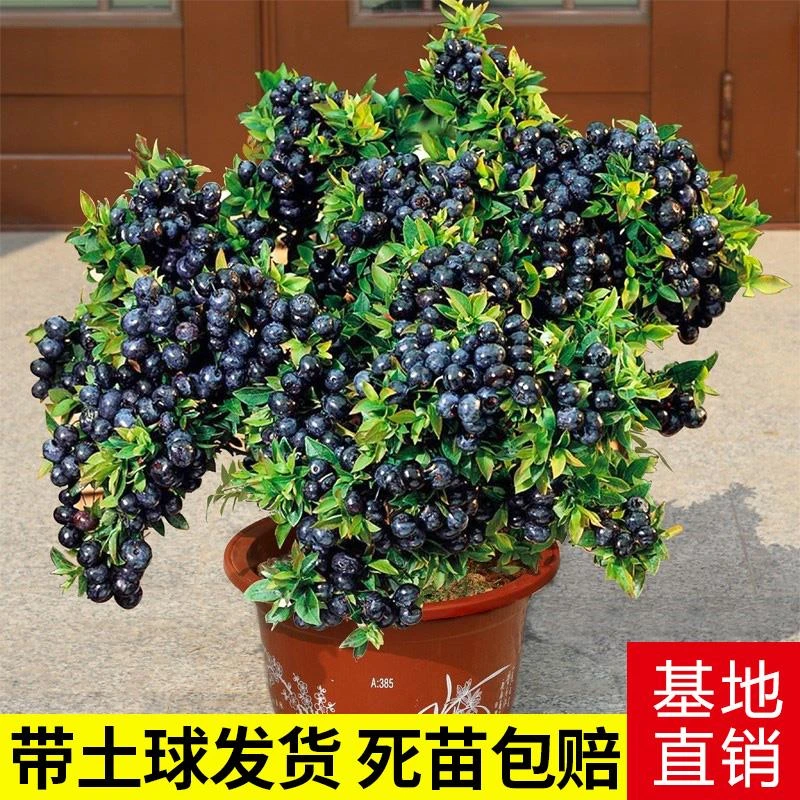 蓝莓树果苗带果蓝莓苗盆栽果树苗当年结果南北方种植兔眼特大阳台