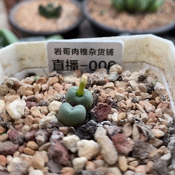 匈牙利种源Bit嘴双头