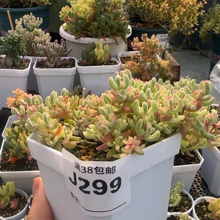 难***解299-红宝石锦植物枝干