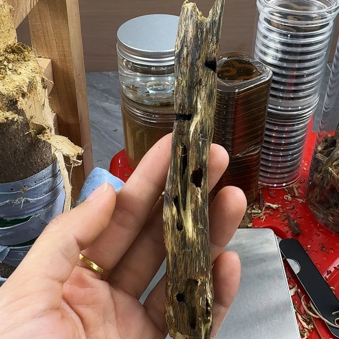 香料绿奇楠虫漏白棋12克