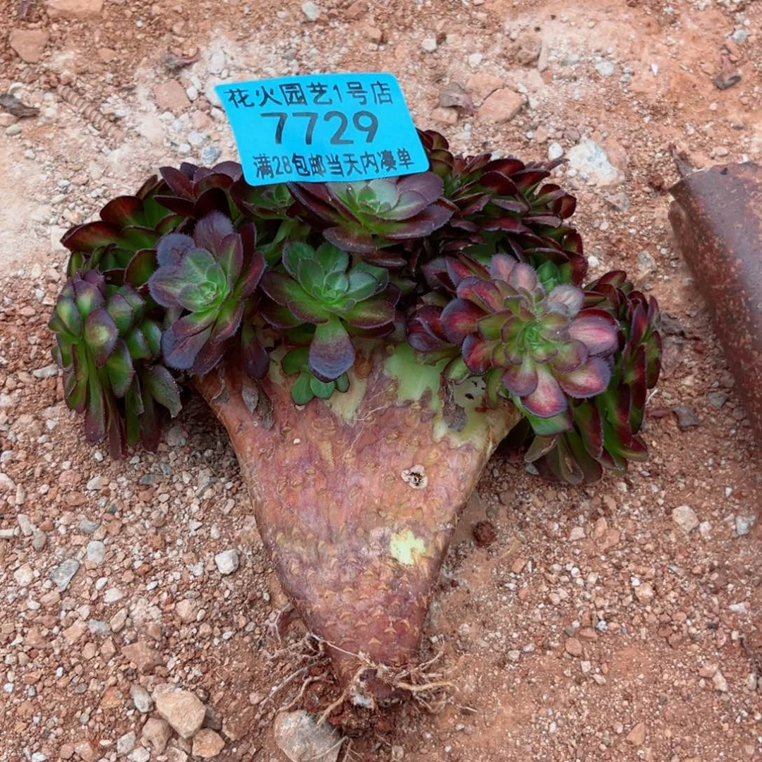 抹茶缀7729多肉植物