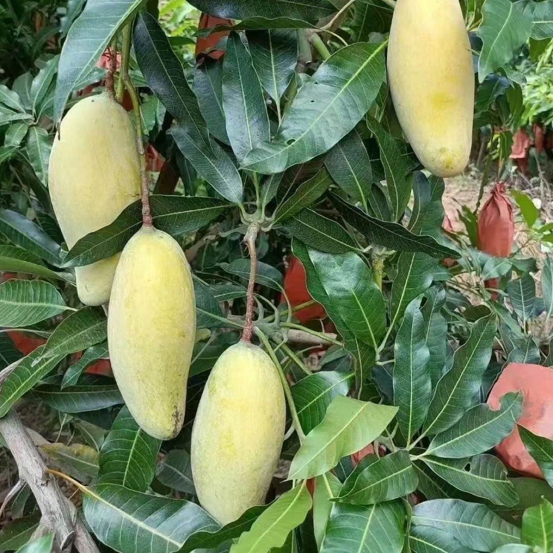云南哀牢山晚熟芒果新鲜现摘果肉细腻香甜多汁热带水果