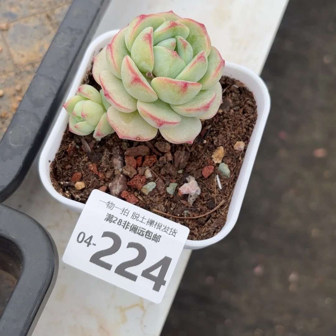 香草老桩多肉多肉