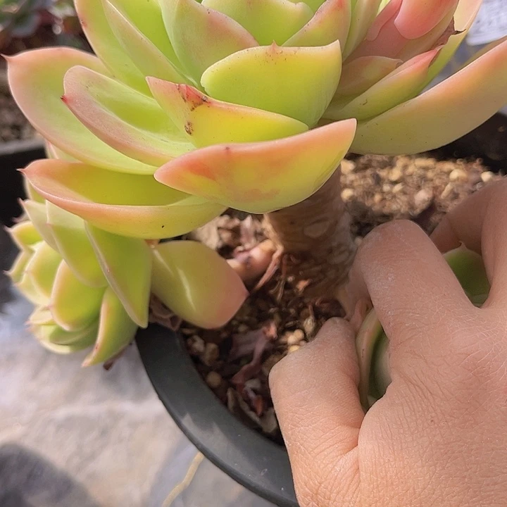 星纳塔2868多肉植物