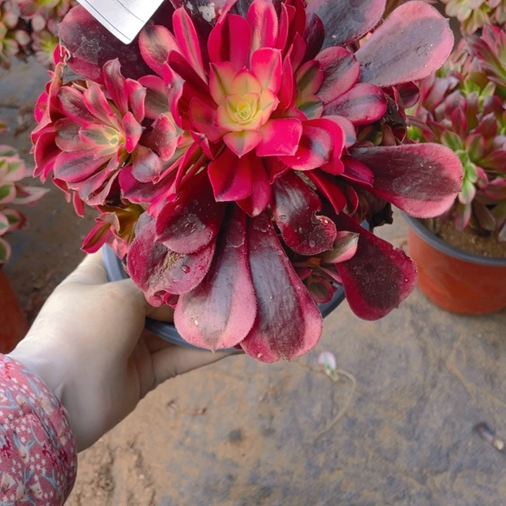 多肉黑金蛇毒美杜莎法师185