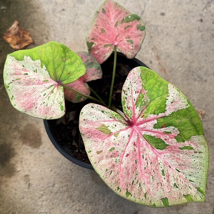 55-1124粉毒变异广东现货