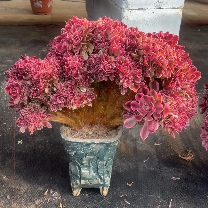 女巫缀化3-10-1女巫