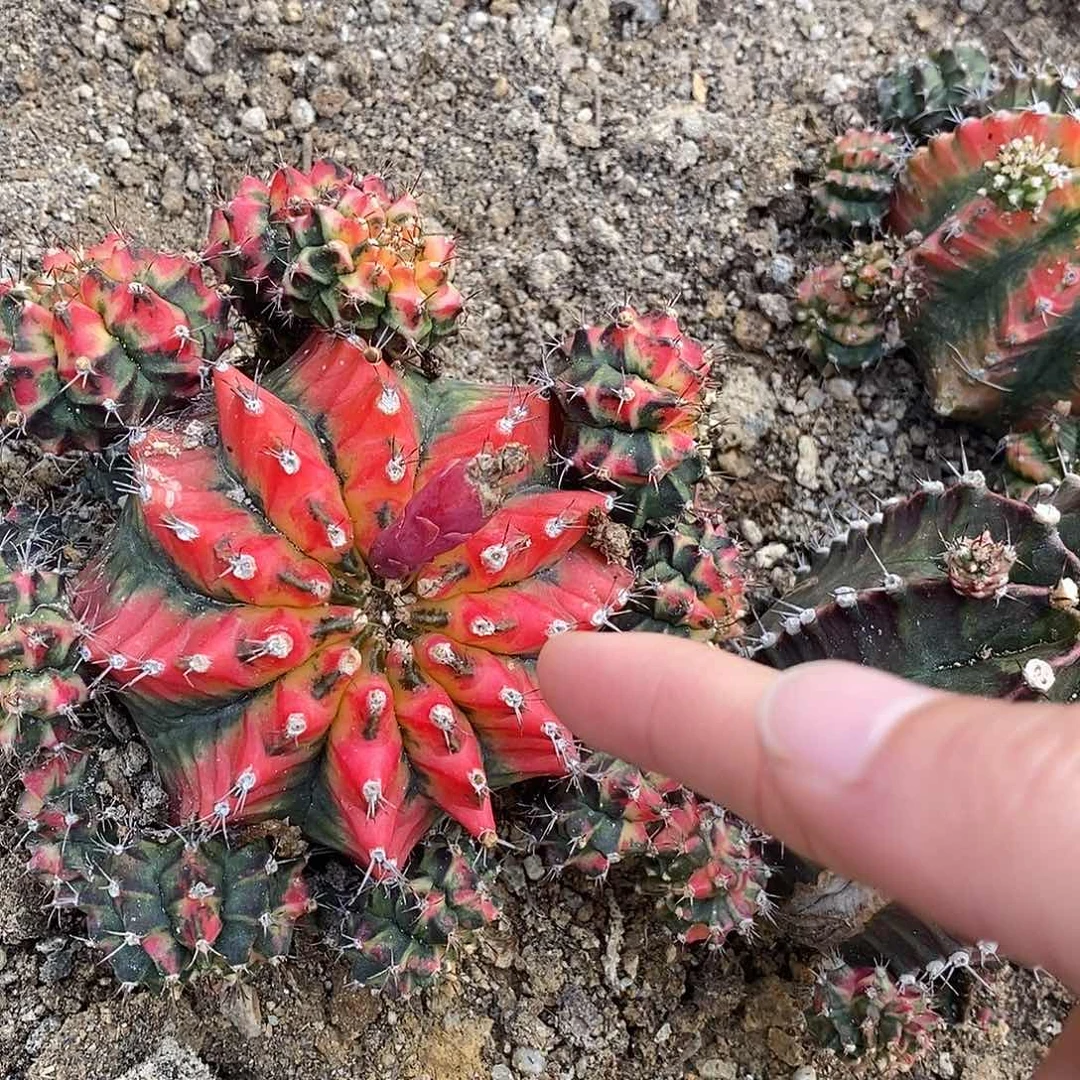 菲牡丹锦。 7号。