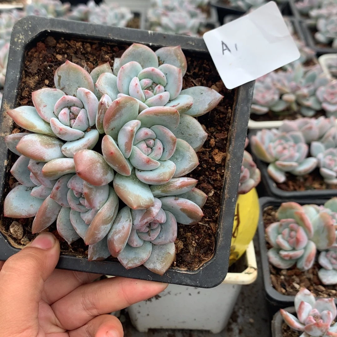 A1哈哈哈哈哈哈哈哈哈