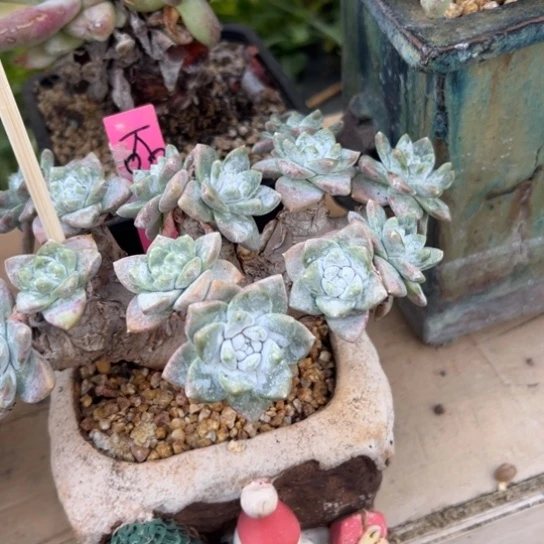 ?谢谢姐姐～一物一拍