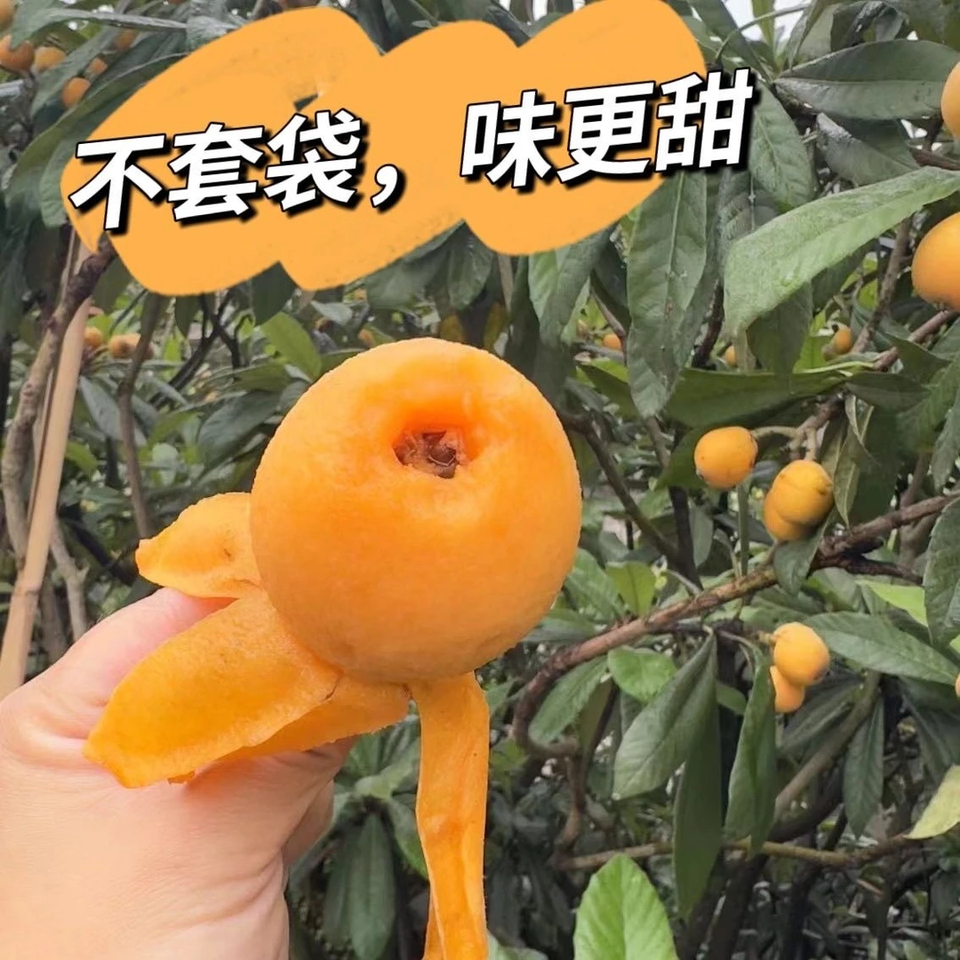 新鲜甜口枇杷四川米易枇杷果重庆大五星枇杷当季水果多汁清甜果香