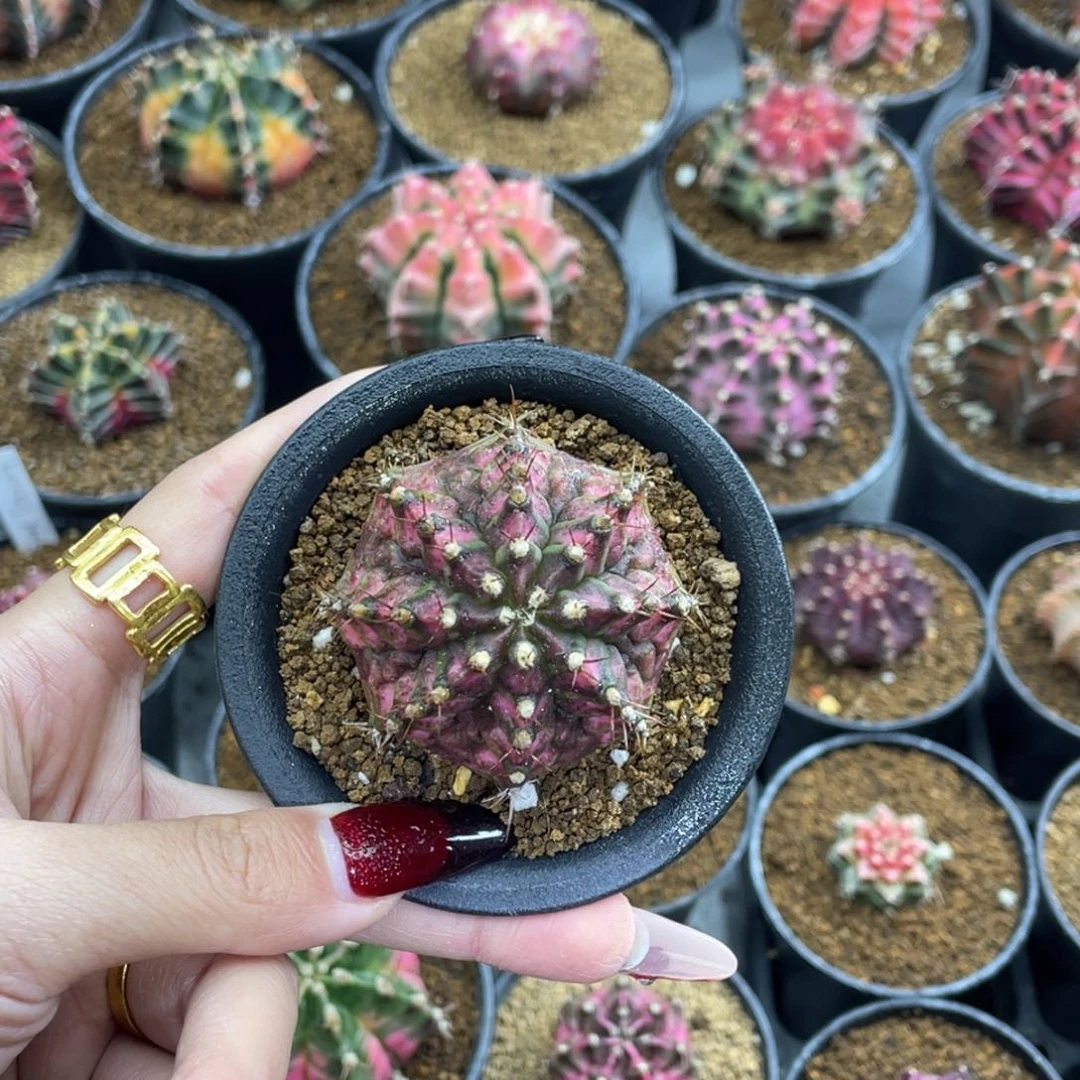 米哈福利000000006