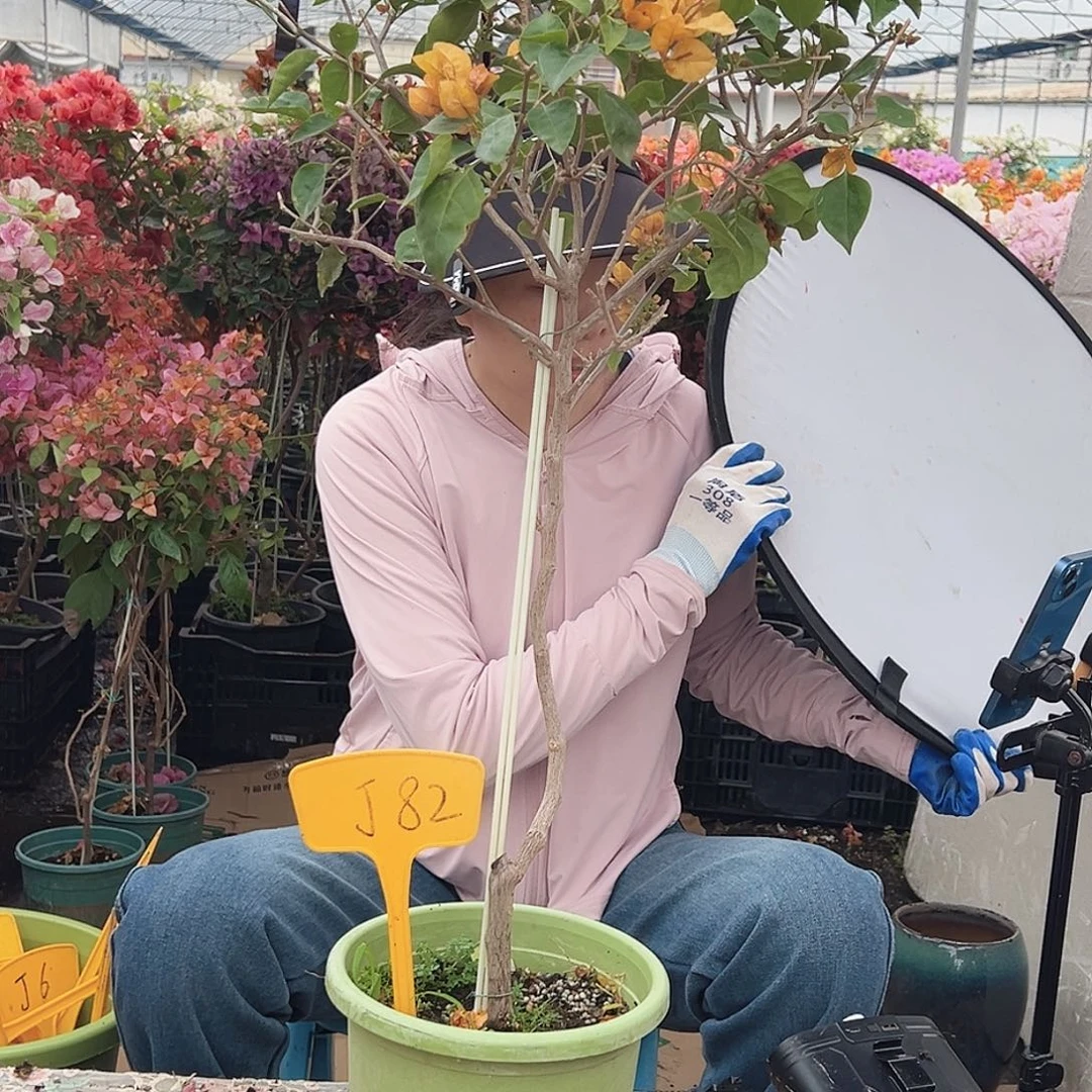 ****茶大部分花苞少量开放J85金色光辉