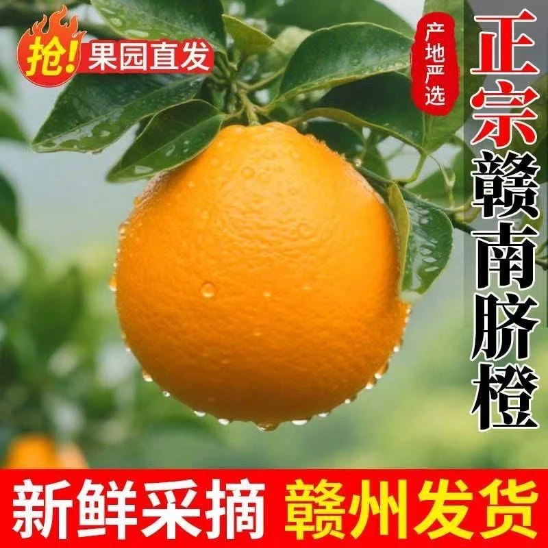 新鲜现摘赣南早鲜橙橙子脐橙酸甜当季多汁应季水果孕妇脐橙批发