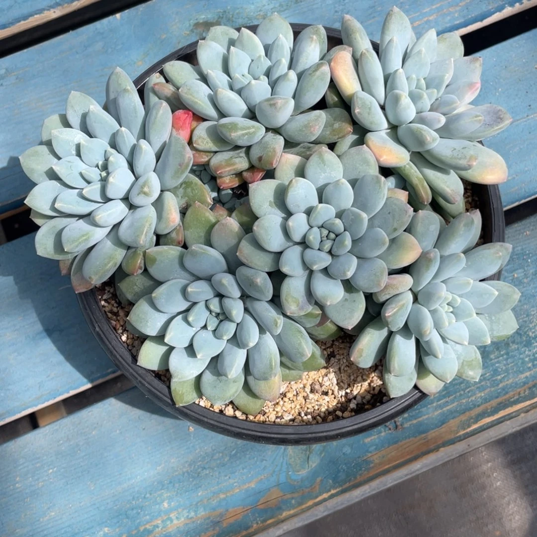 综合多肉链接奶糖