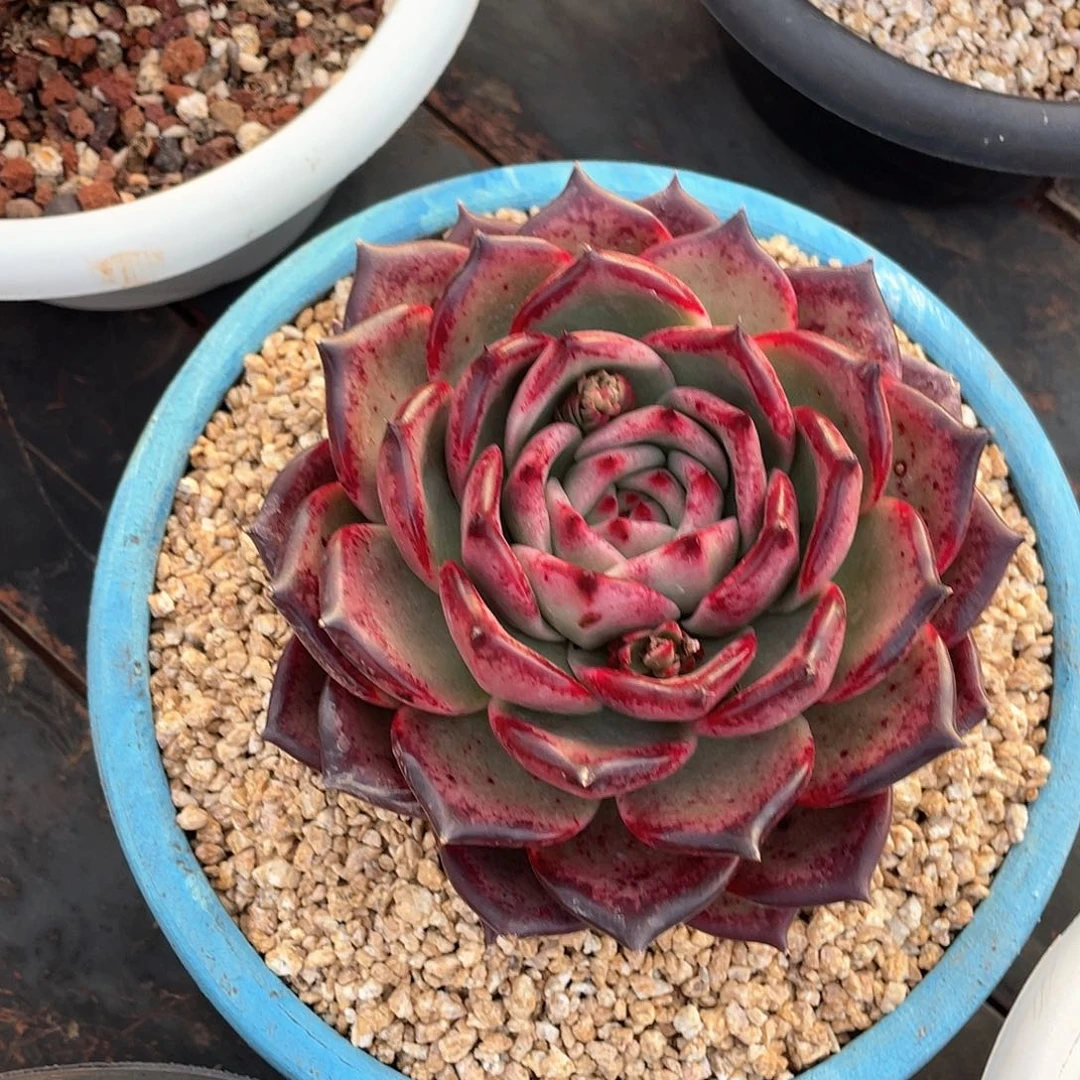 灸*爽多肉植物一物一拍