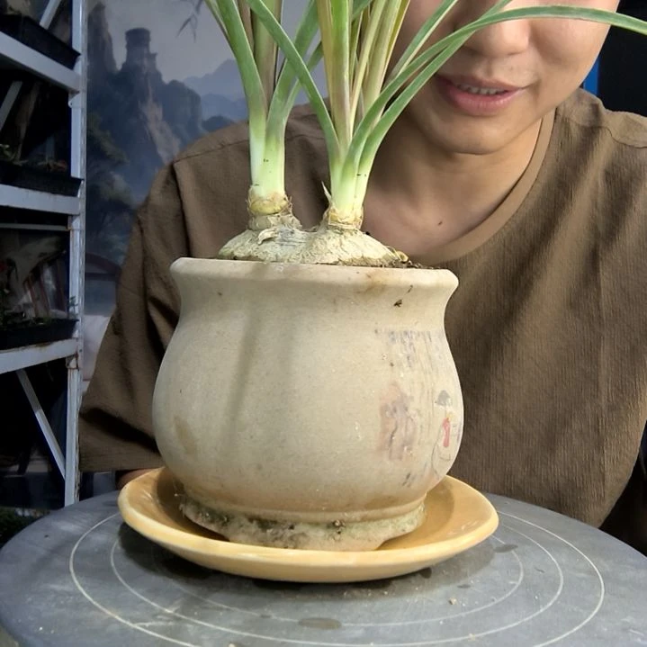 萤*中青园艺一物一拍158