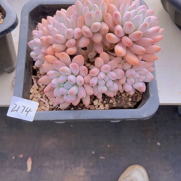 2174所罗门杂多肉植物