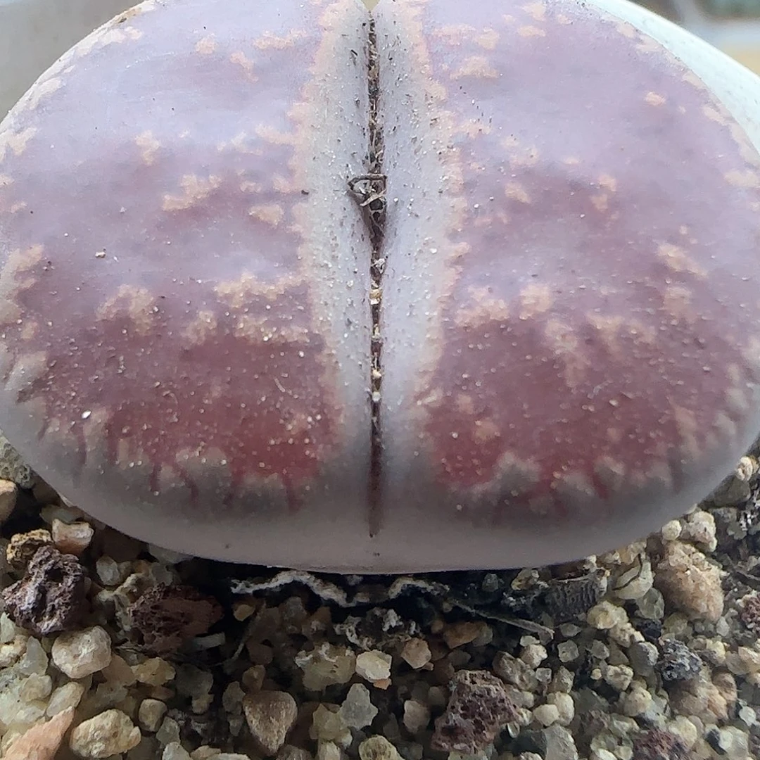 开播福利来啦43991