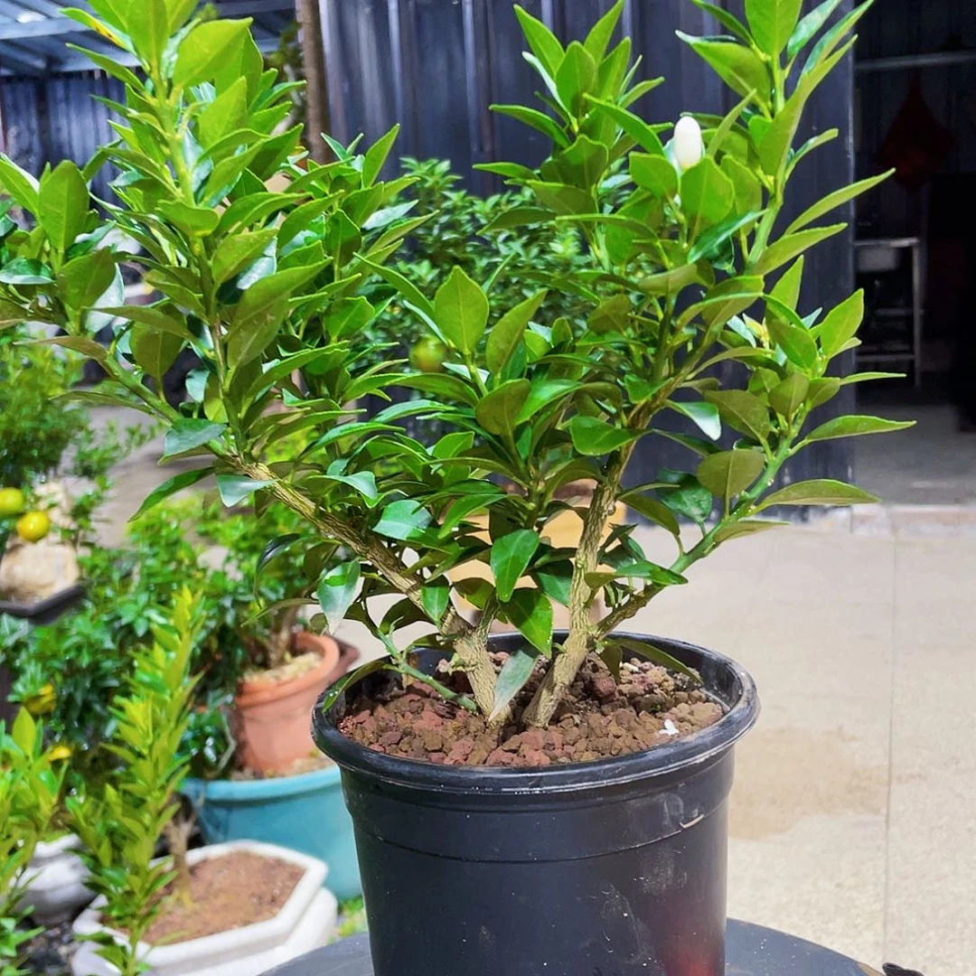 完全开放言***?八房柑八房柑