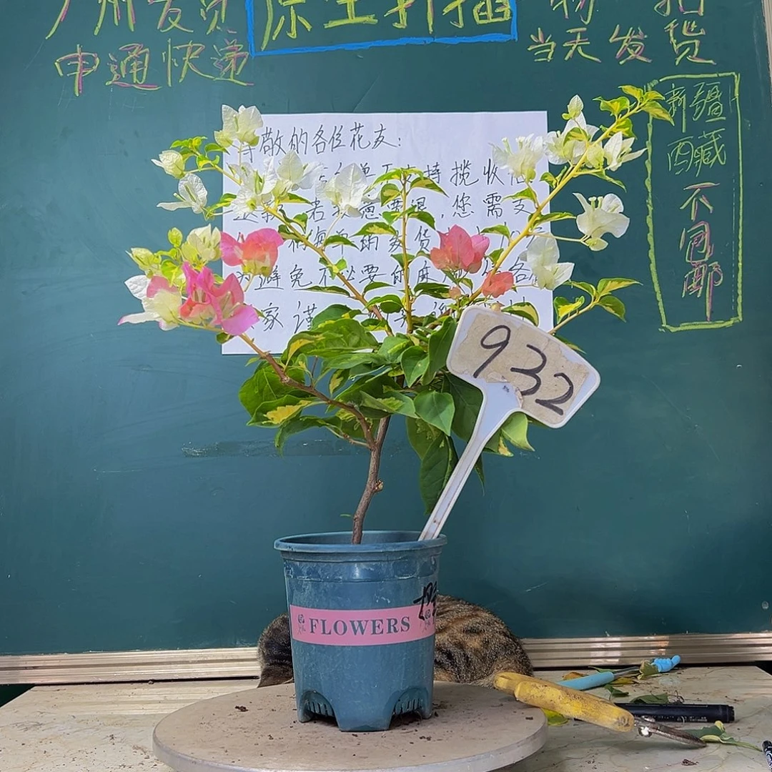 当前无花栽培后可以开花  下播福利 金心橙白 932