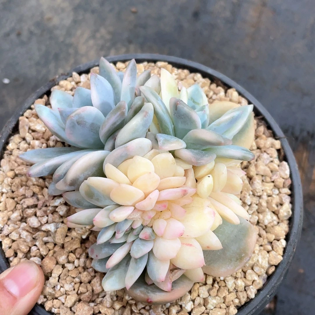 多肉植物多肉植物