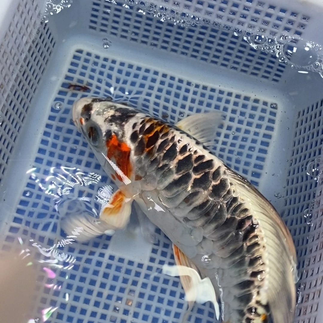 锦鲤冷水锦鲤包邮转