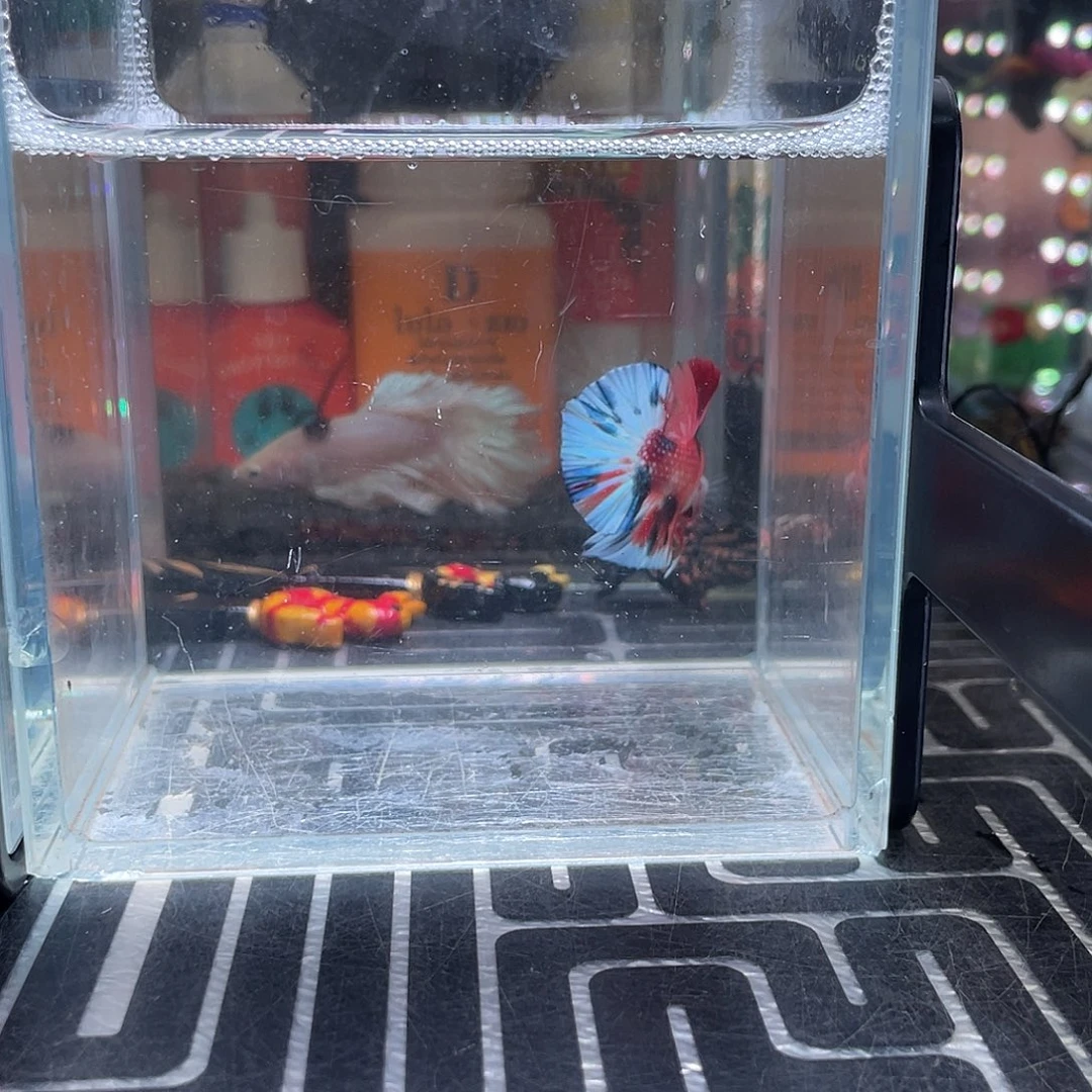 斗鱼26号126早糖果