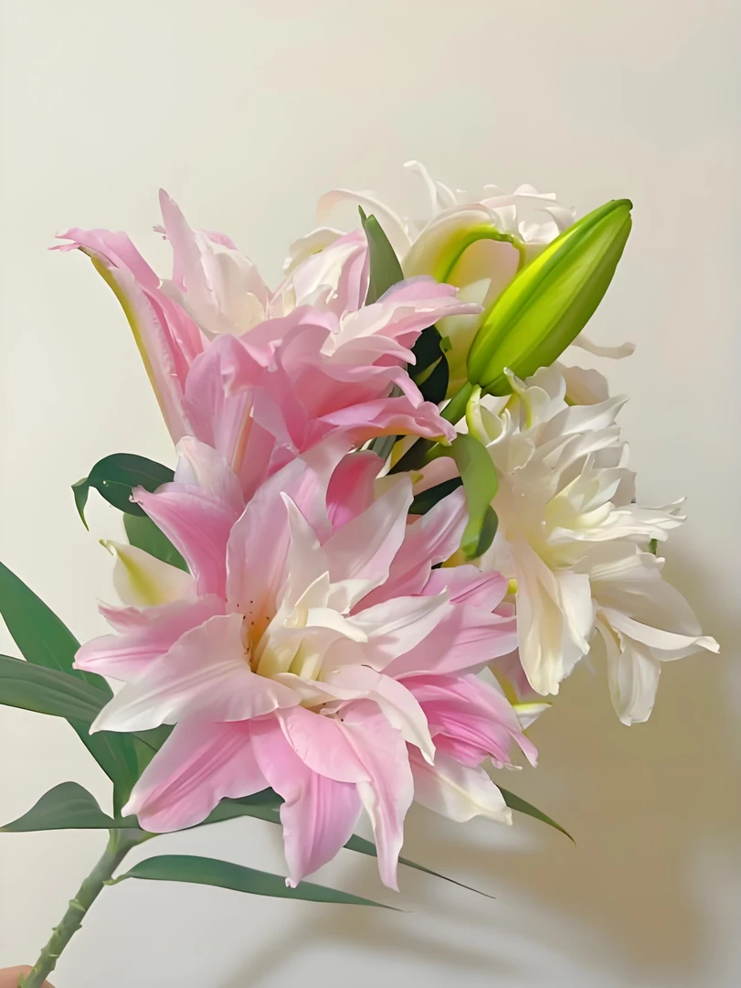 重瓣大百合种球特大花苞浓香型花卉庭院阳台耐寒绿植盆栽