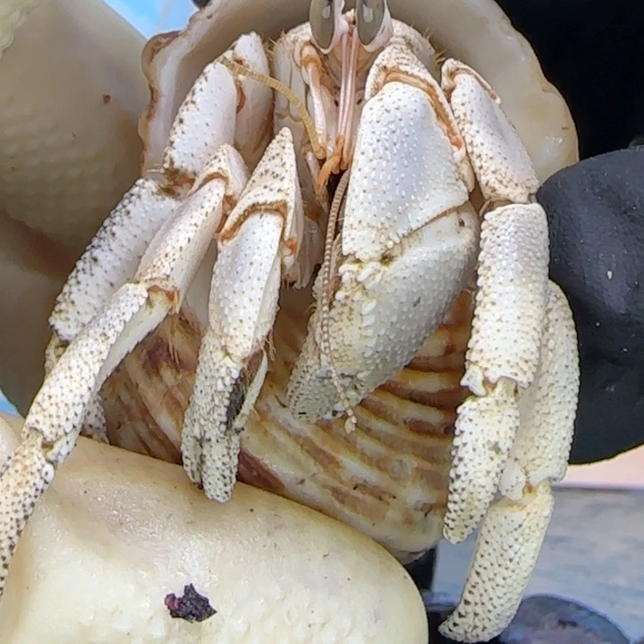 A29大眼睛红海2.1cm口径