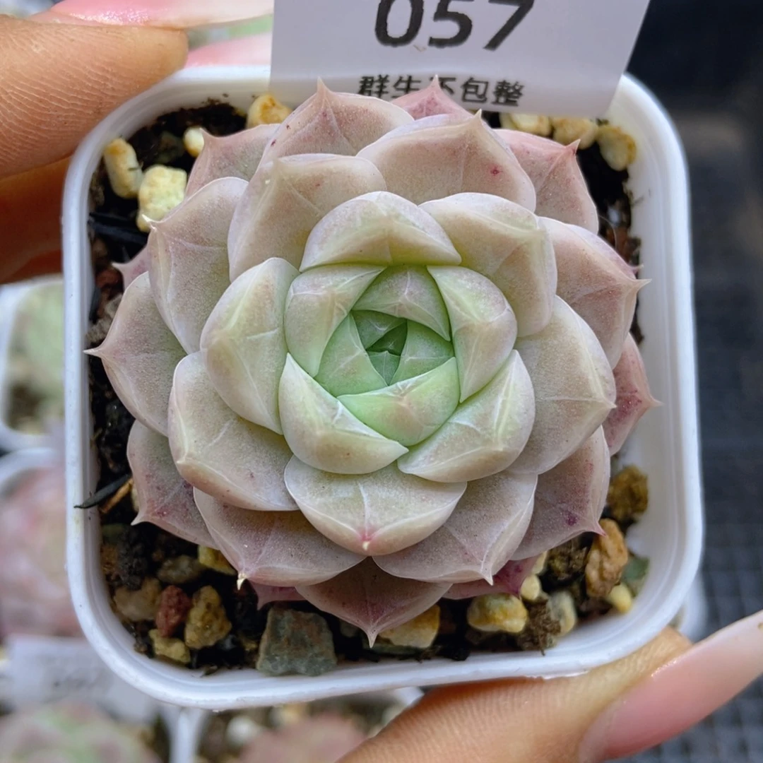 一物一拍9.9包邮057