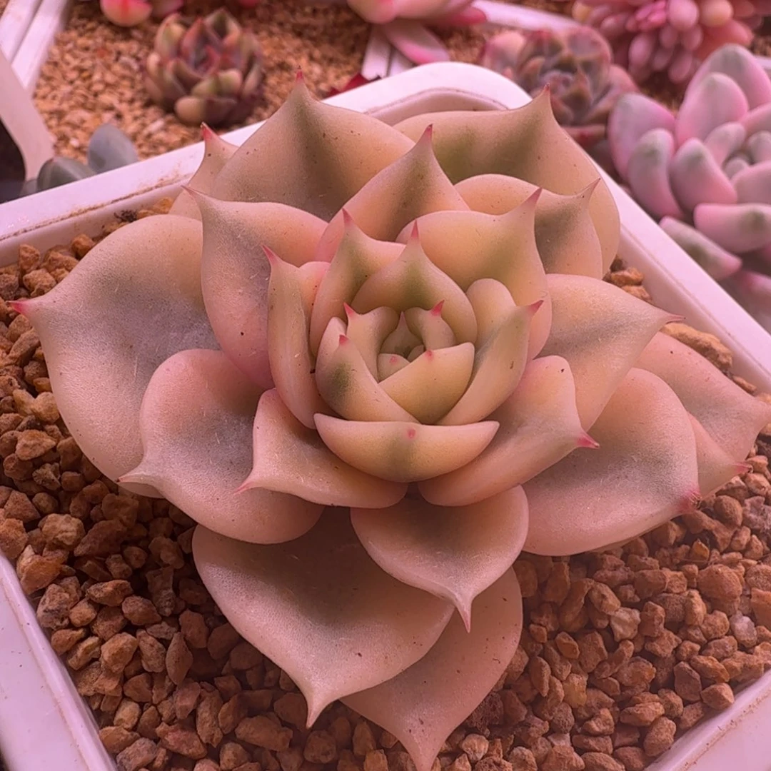 贝加尔湖锦 多肉植物