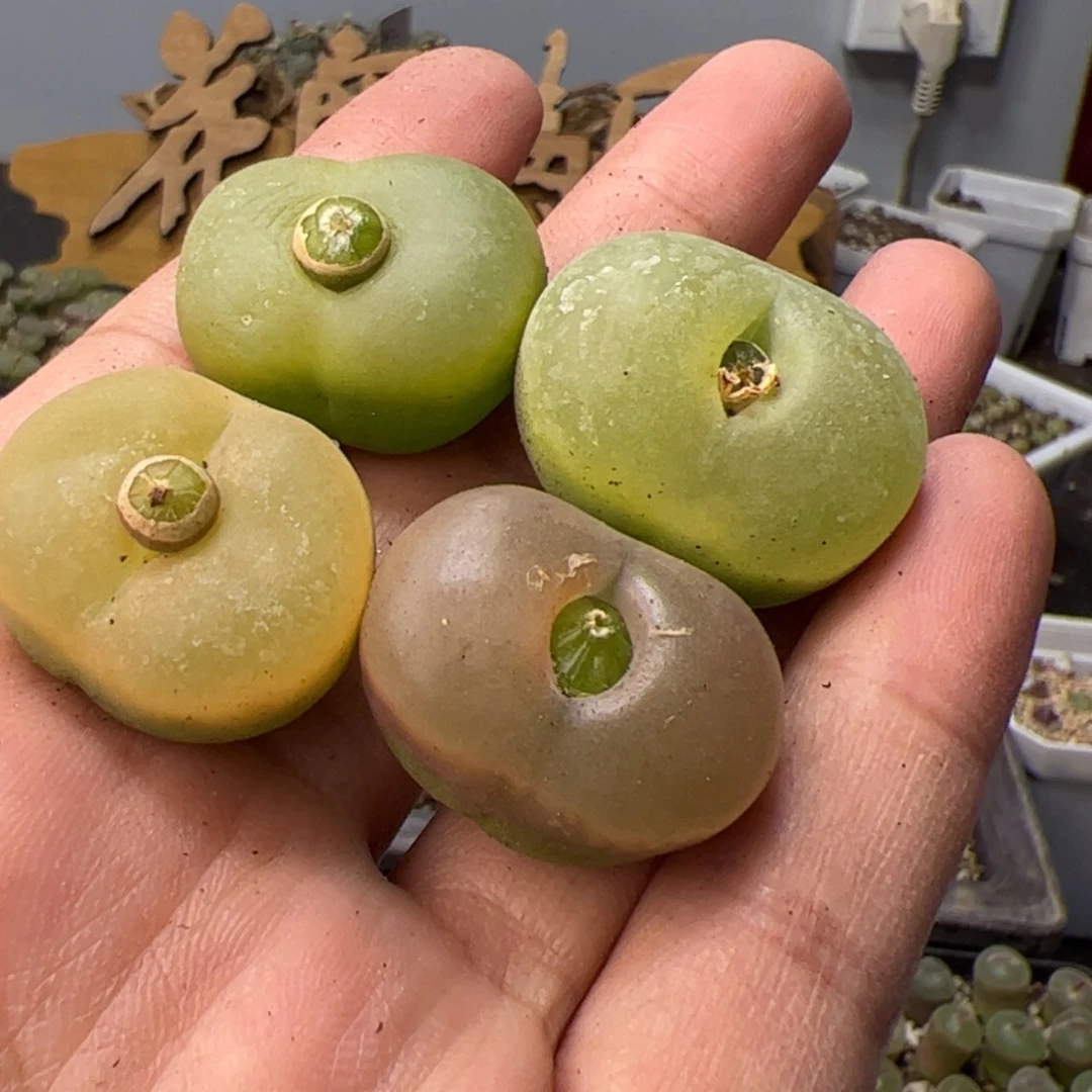 【闪购商品】000000016