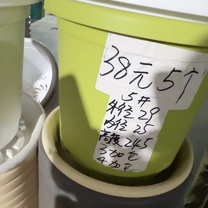 四季5号果绿无托10个口29