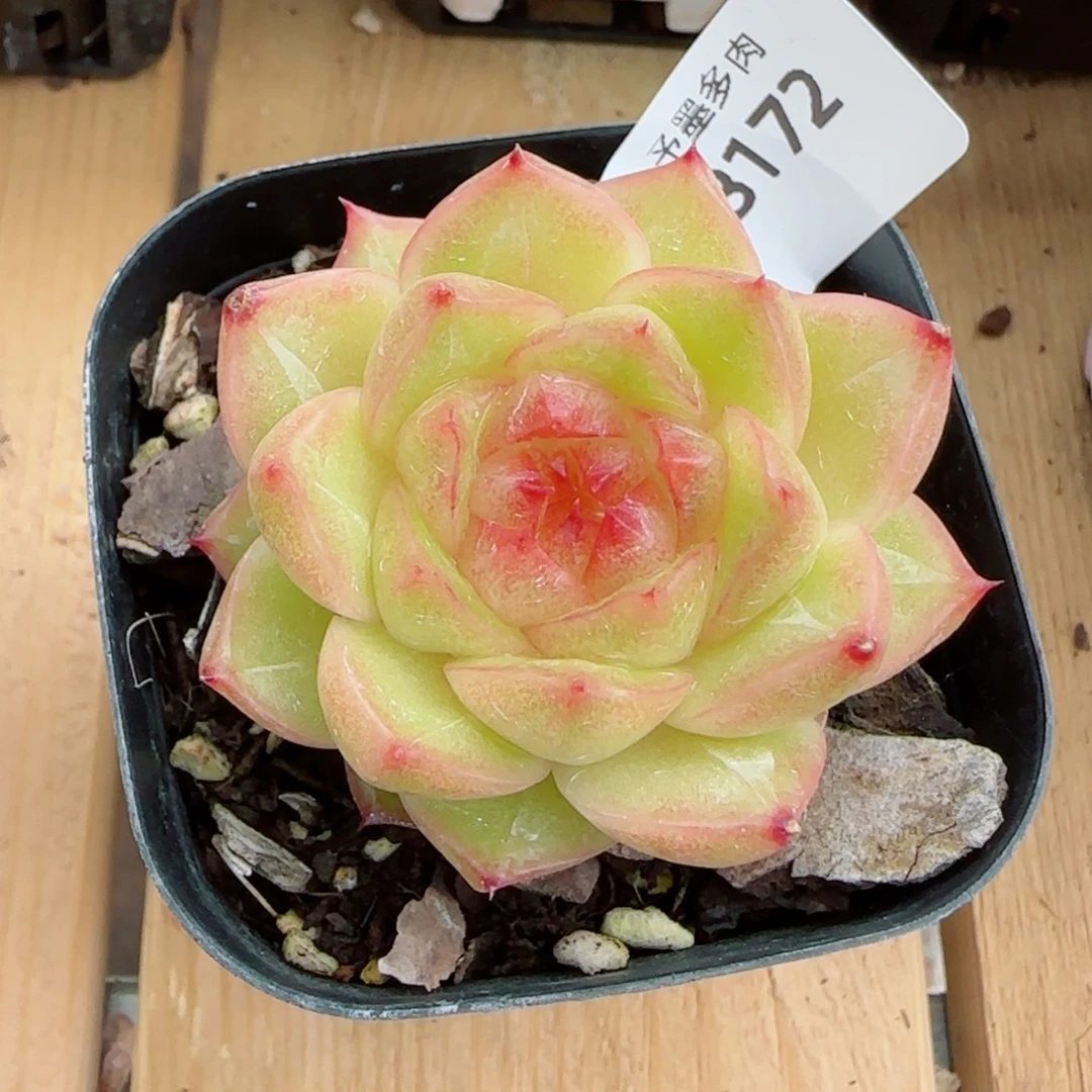 雀金，8172多肉植物