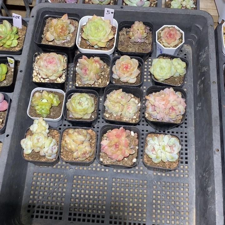 ?***?50一筐16颗多肉