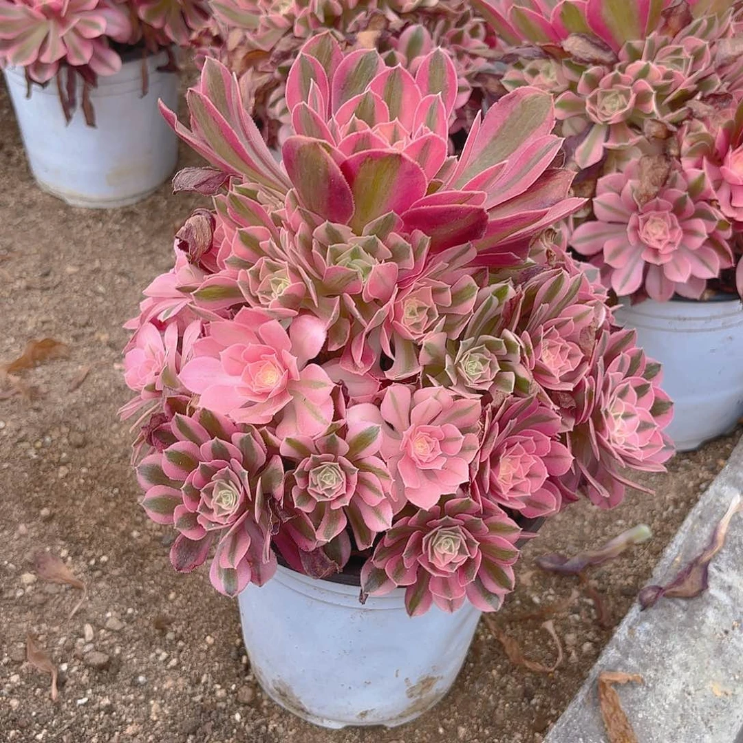女巫多肉植物手捧
